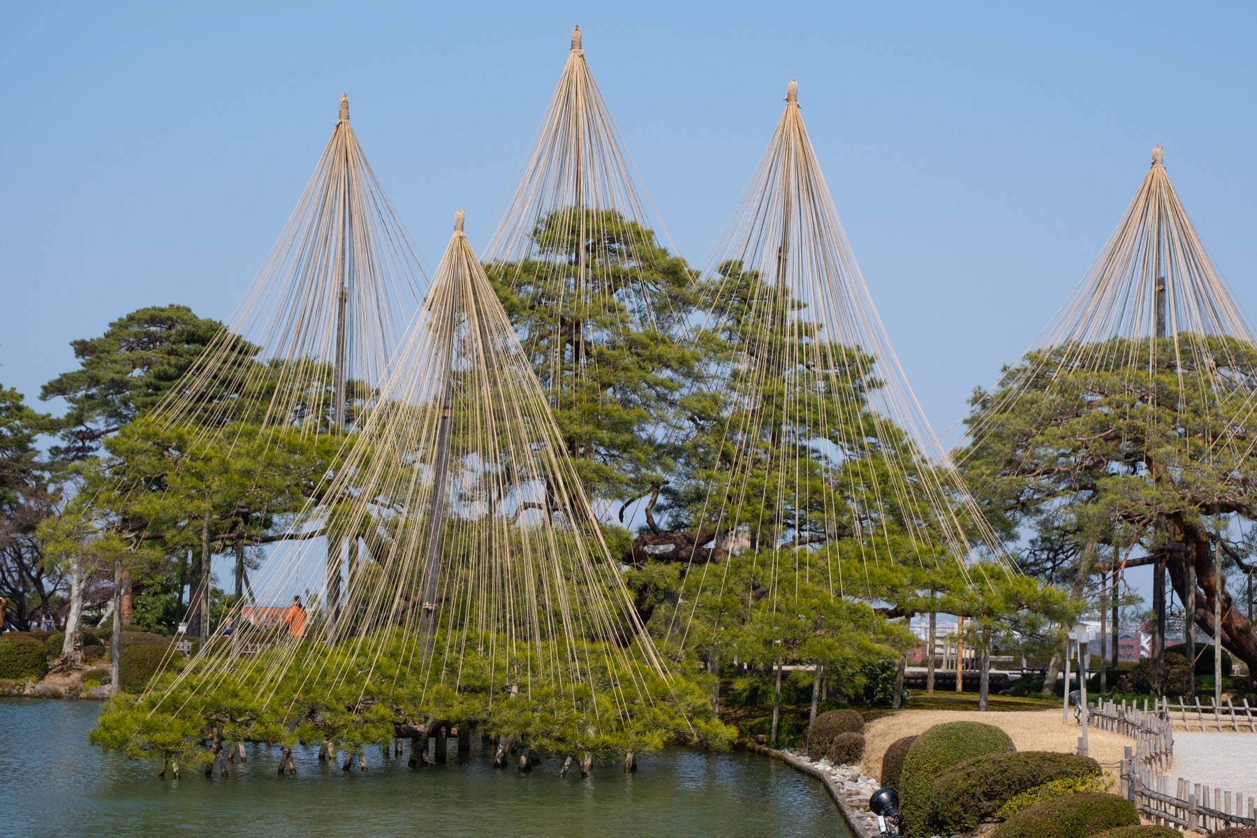 Pine trees protected by yukitsuri supports in Kenrokuen Garden