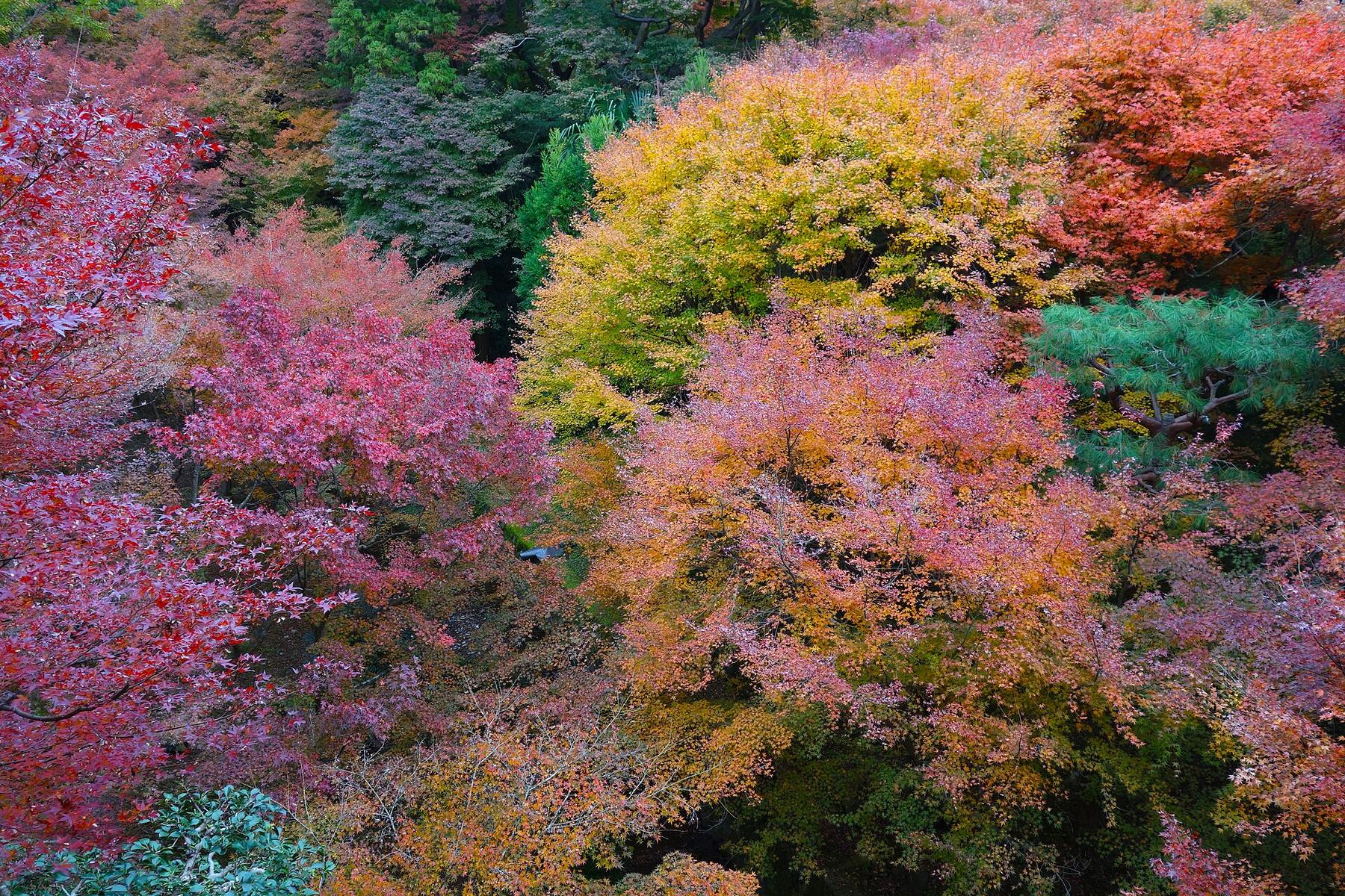 Maples turning red, orange and yellow in the valley at Tofukuji temple, Kyoto