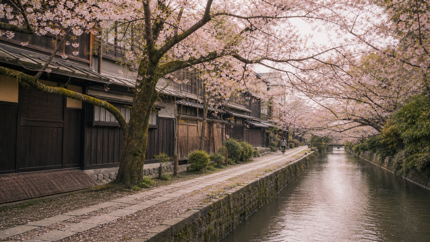 A quiet Kyoto canal beneath cherry blossoms