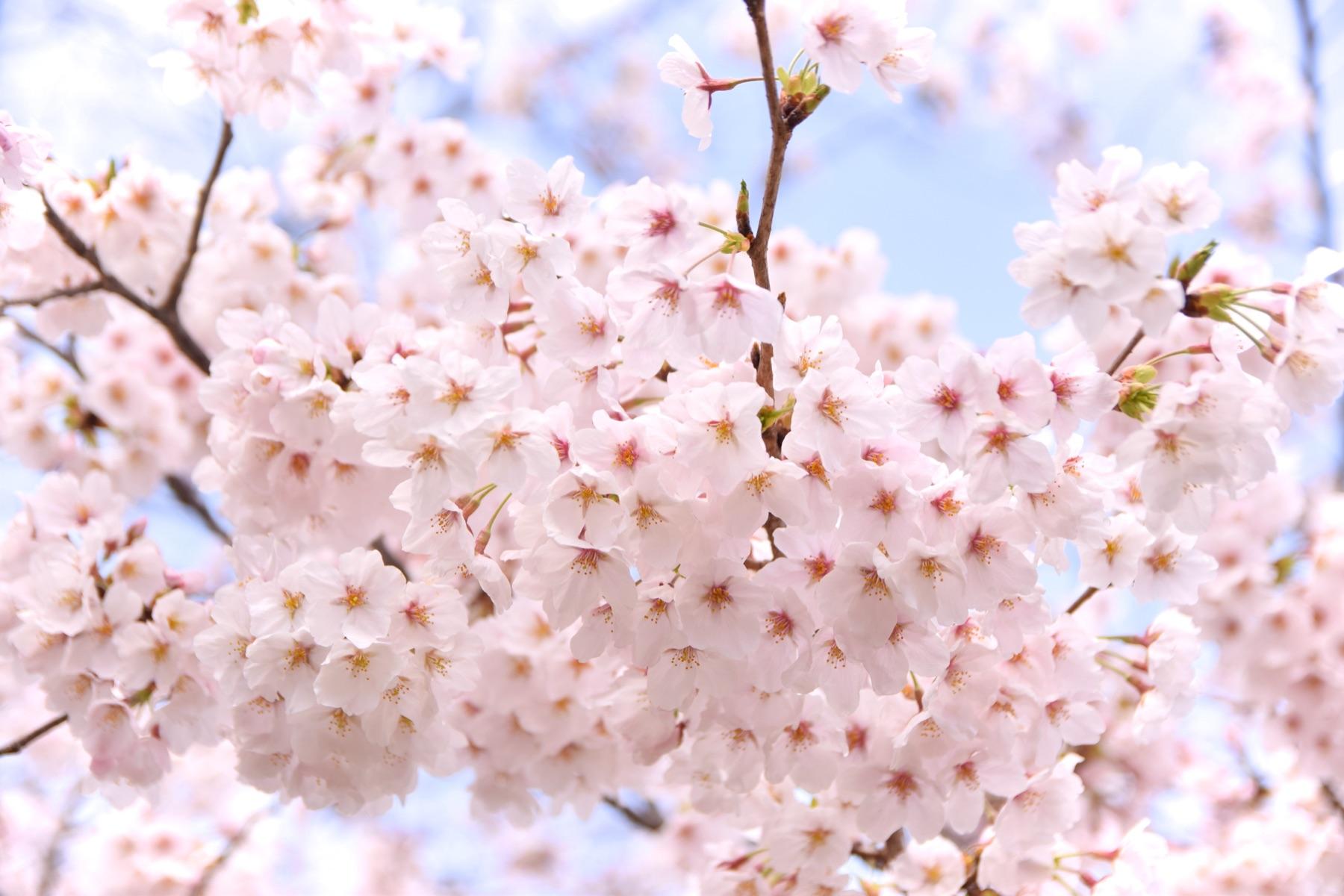 Cherry blossoms in Kyoto in late March