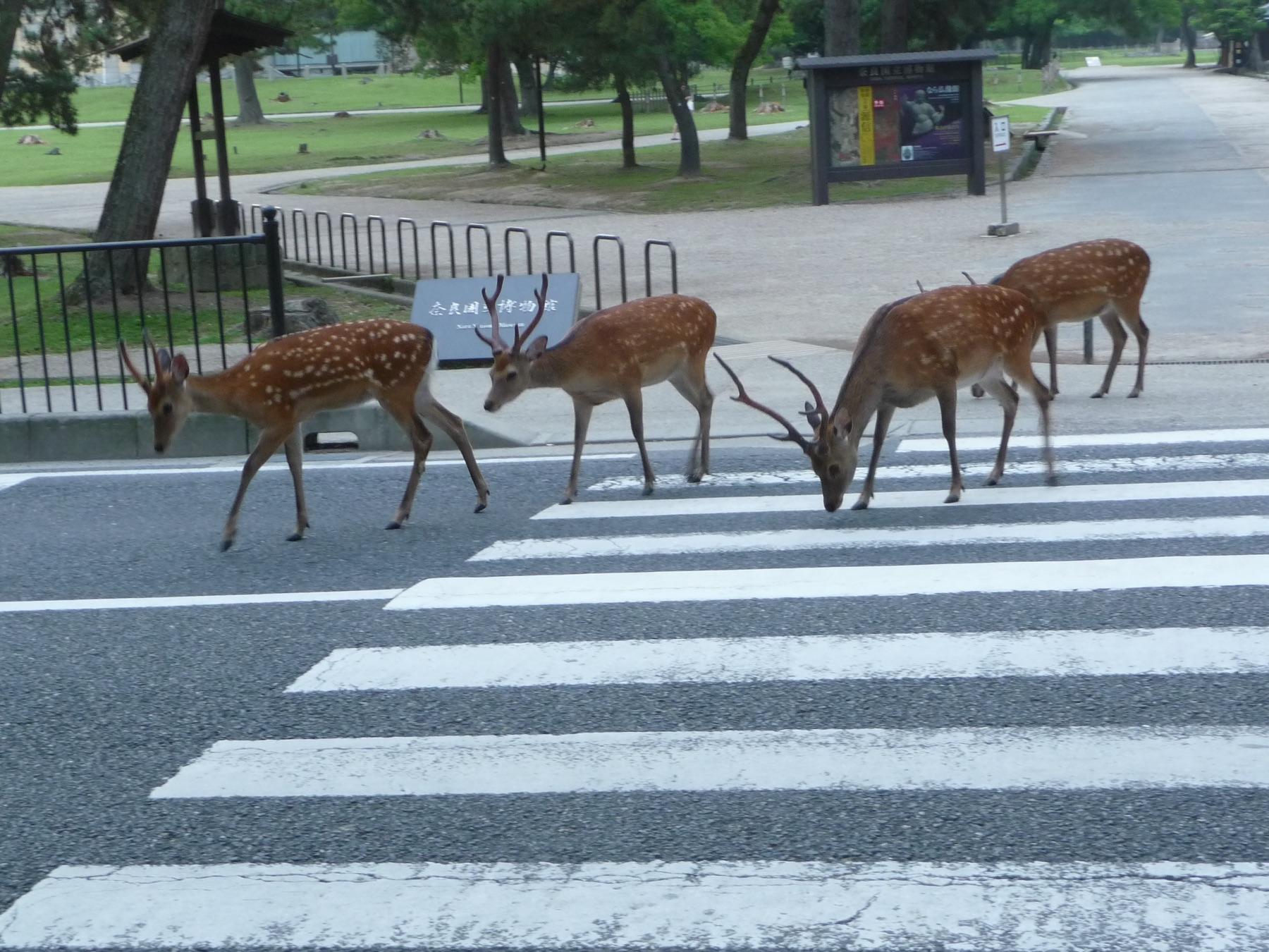 A deer standing near Todaiji in Nara Park