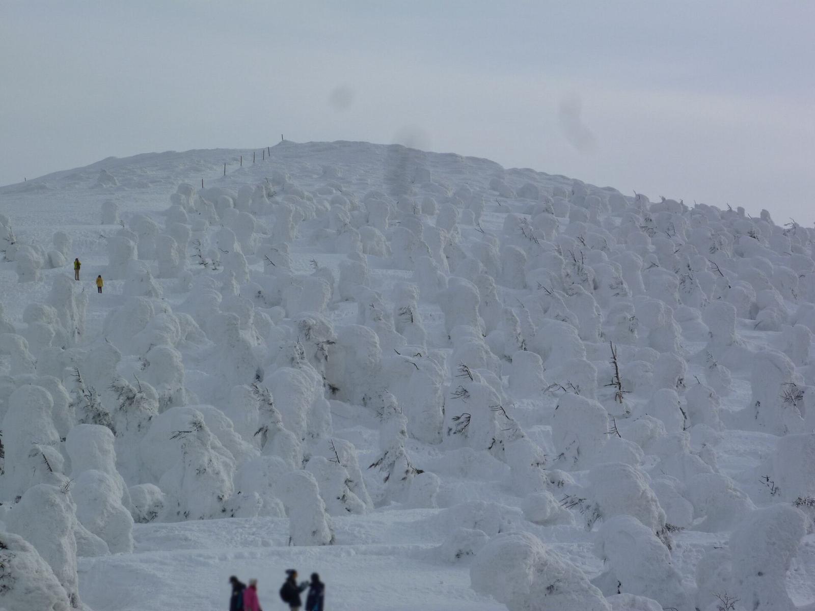 Trees on Mt Zao encased in wind-driven snow and ice, forming rounded white shapes